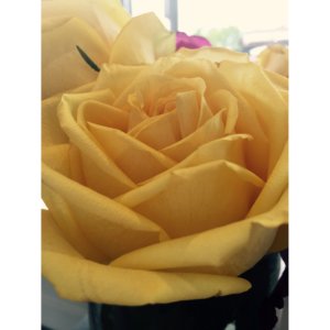 Roses at Mulberrys