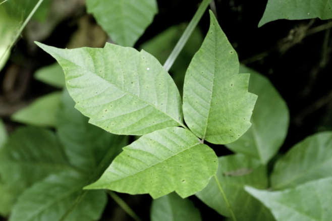 Close up of poison ivy plant