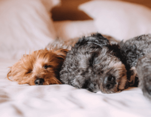 Animal hair can linger in your bedding and linens. 